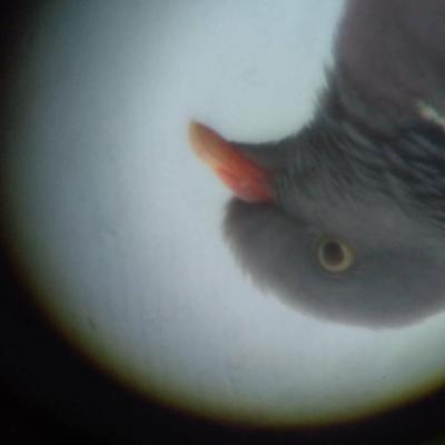 styropian