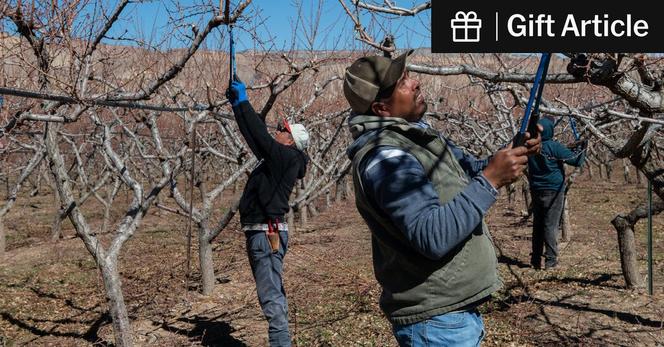 Trump Administration Turns to Migrant Workers to Help Farm Labor Shortage - Trump Administration Turns to Migrant Workers to Help Farm Labor Shortage