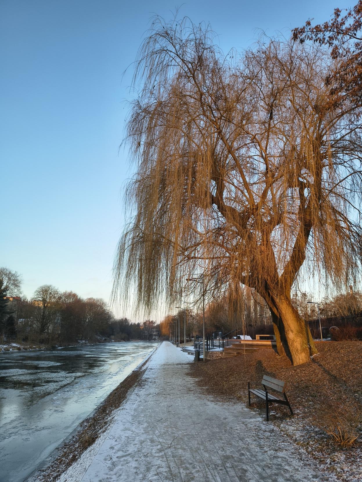 Wierzba nad Brdą na tle błękitnego nieba, oświetlona wschodzącym słońcem, rosnąca przy oblodzonym deptaku wzdłuż rzeki.
