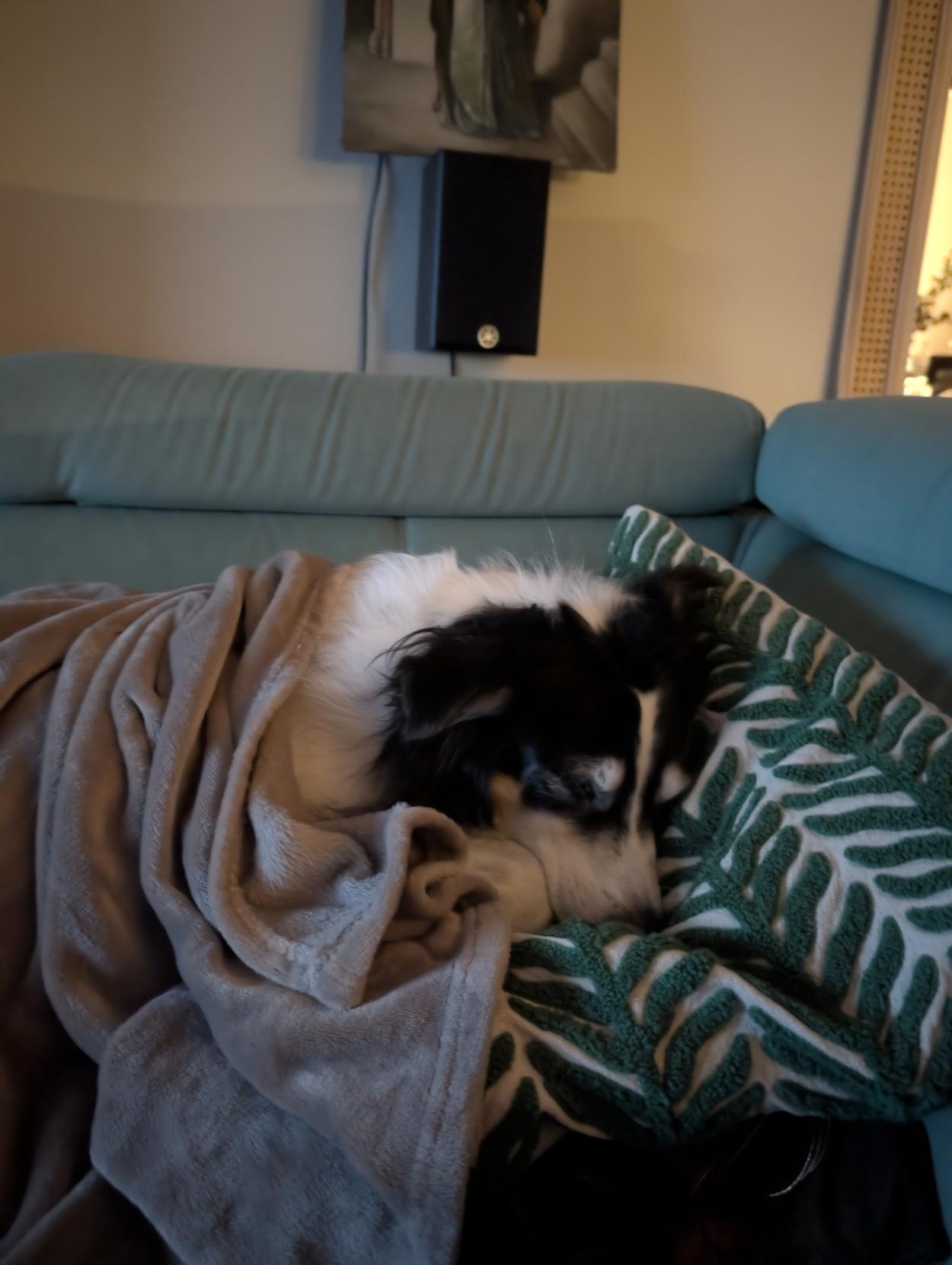 Picture of black and white dog sleeping on a couch on some decorative pillows, she is covered with some nice blankie