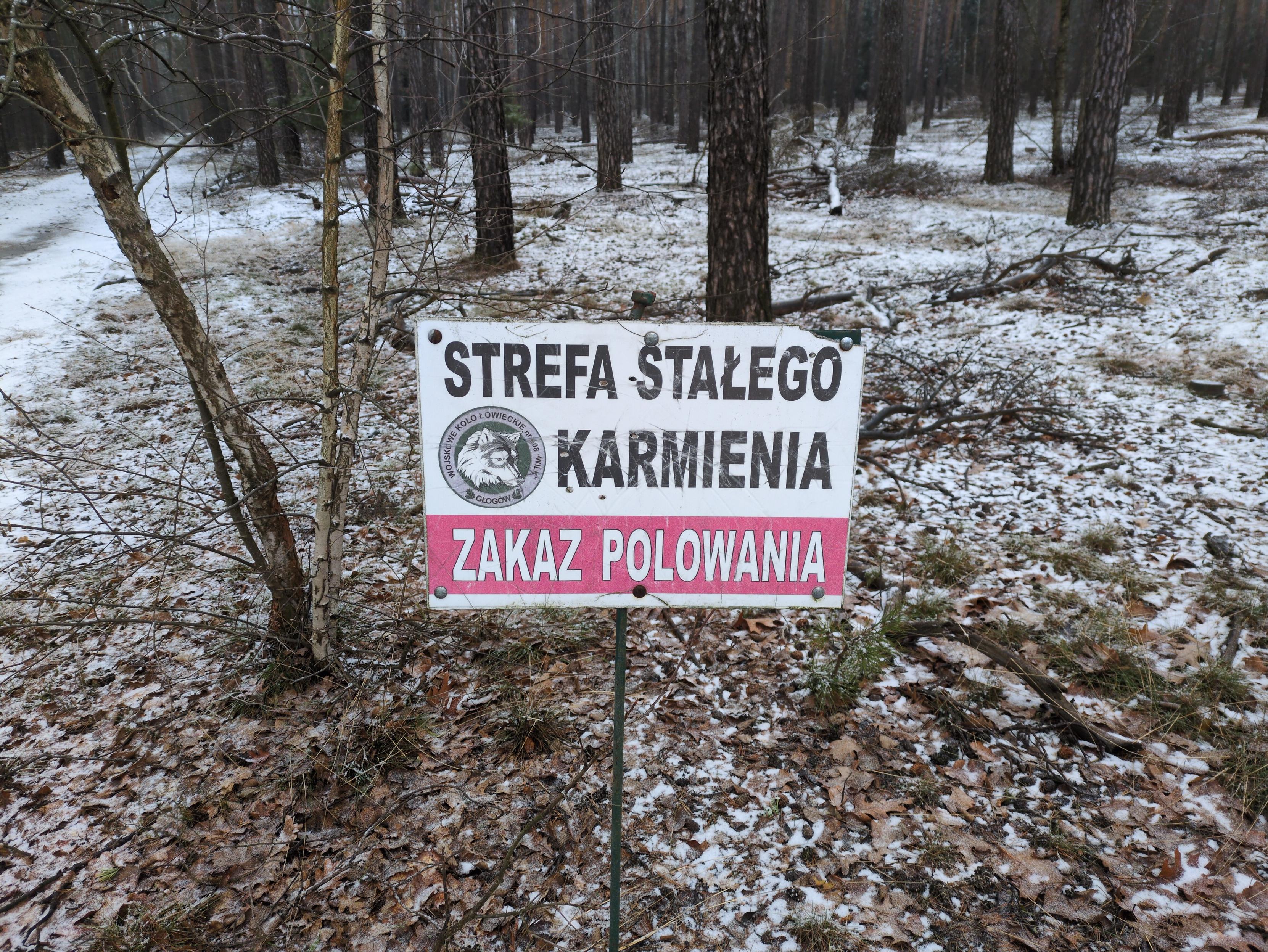 Tabliczka na tle lasu ze śladową ilością śniegu. Na niej na białym tle napis "strefa stałego karmienia", a poniżej na czerwonym pasku "zakaz polowania". Po lewej stronie logo wojskowego koła łowieckiego "Wilk" w Głogowie, które wbrew wszelkiemu prawdopodobieństwu przedstawia białą głowę wilka z czarną sierścią wokół oczu.