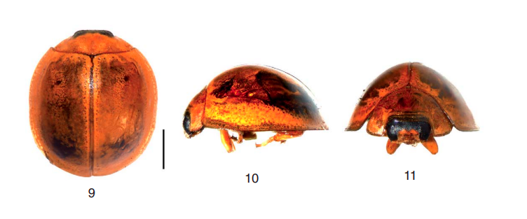 Chujochilus parisensis, owad z rodziny biedronkowatych, widziany z góry, z boku i od przodu.

Źródło: https://www.zin.ru/animalia/coleoptera/addpages/Andrey_Ukrainsky_Library/References_files/Wang10c.pdf