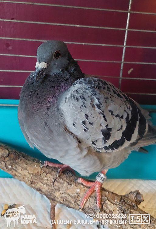 Ciemno szary z jasnoszarymi plamkami gołąb na drewnianej źerdce w klatce podczas rekonwalescencji.