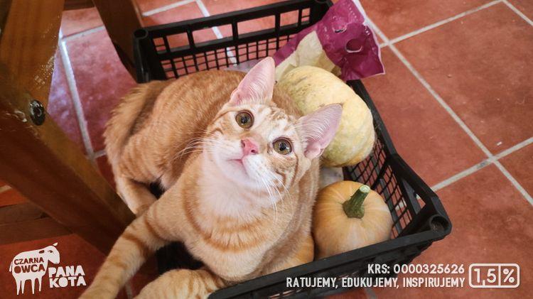 Rudy kot w skrzynce z dyniami