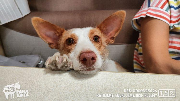 Biało rudy pies z pyszczkiem opartym o stolik