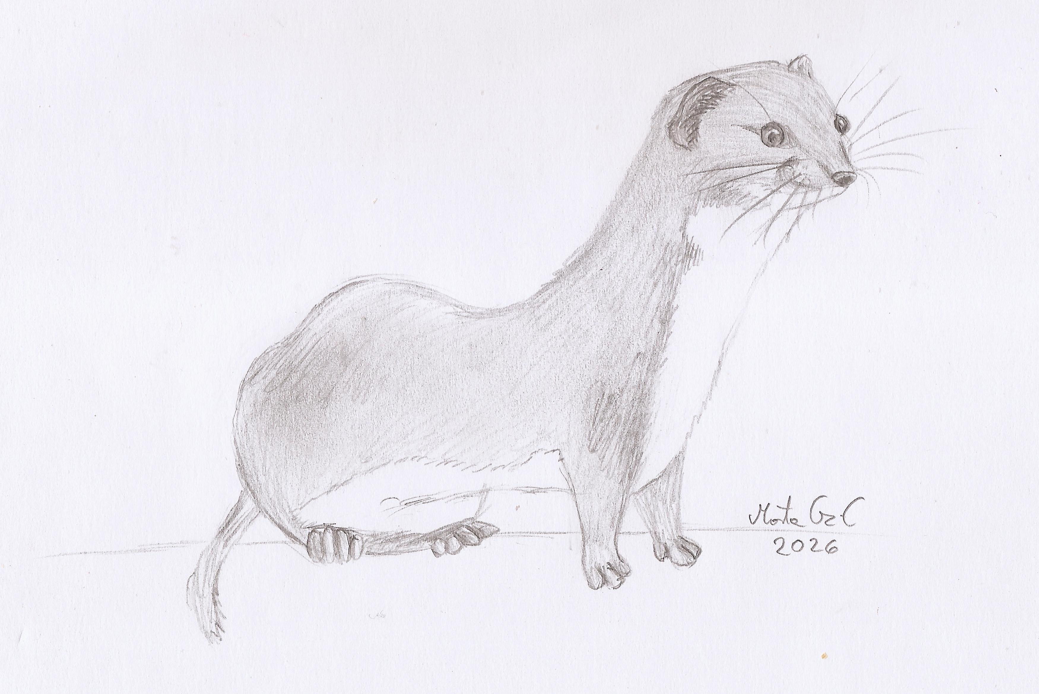 [EN] A drawing of a least weasel. [PL] Szkic łasicy.
