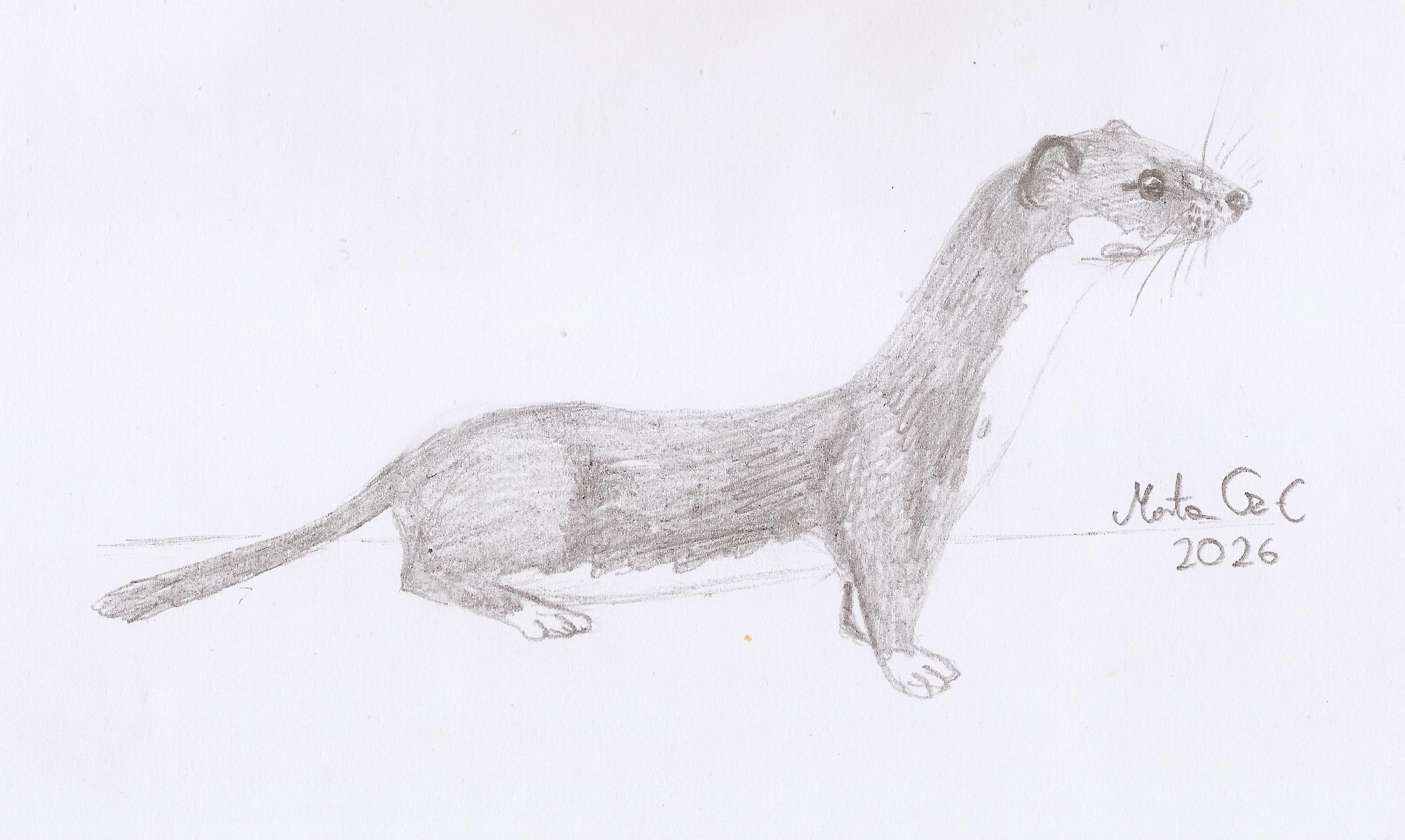 [EN] A drawing of a least weasel. [PL] Szkic łasicy.