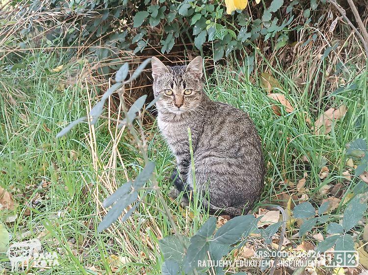 Na zdjęciu siedzi bury kot w zaroślach
+ logo Fundacji Czarna Owca Pana Kota i numer KRS 0000325626  + prośba o przekazanie 1,5% na Owcę