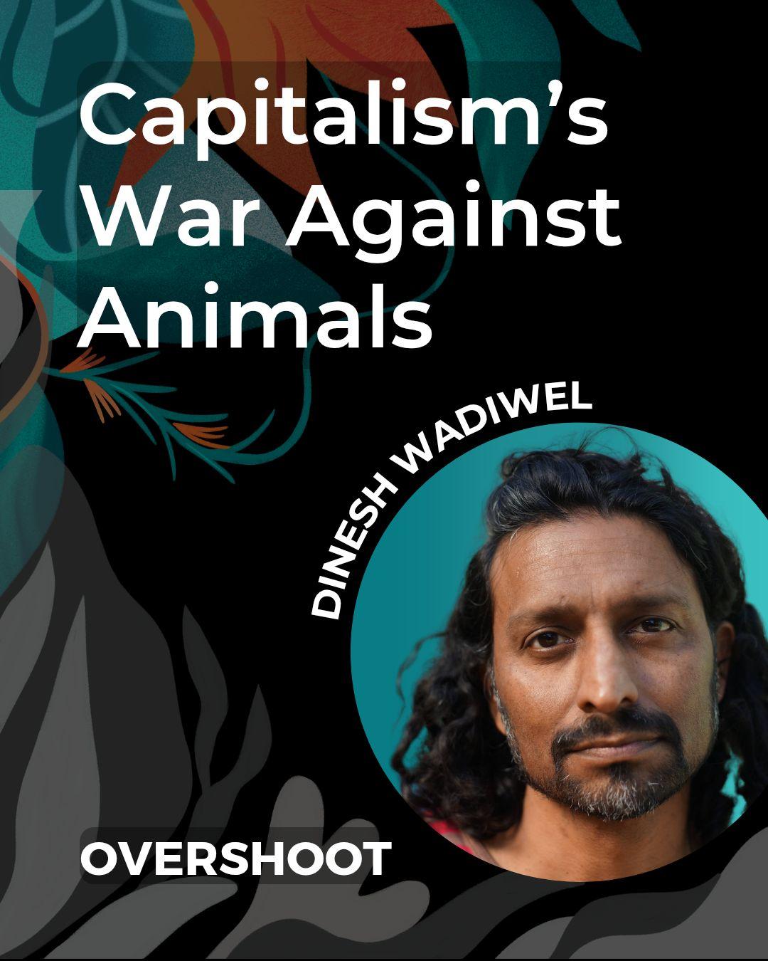 Na górze grafiki znajduje się tytuł podcastu Capitalism's War Against Animals. Na dole nazwa podcastu OVERSHOOT. Mniej więcej po środku zdjęcie Dinesha Wadiwela (długowłosy mężczyzna o śniadej skórze oraz zarostem na twarzy) oraz jego imię i nazwisko.