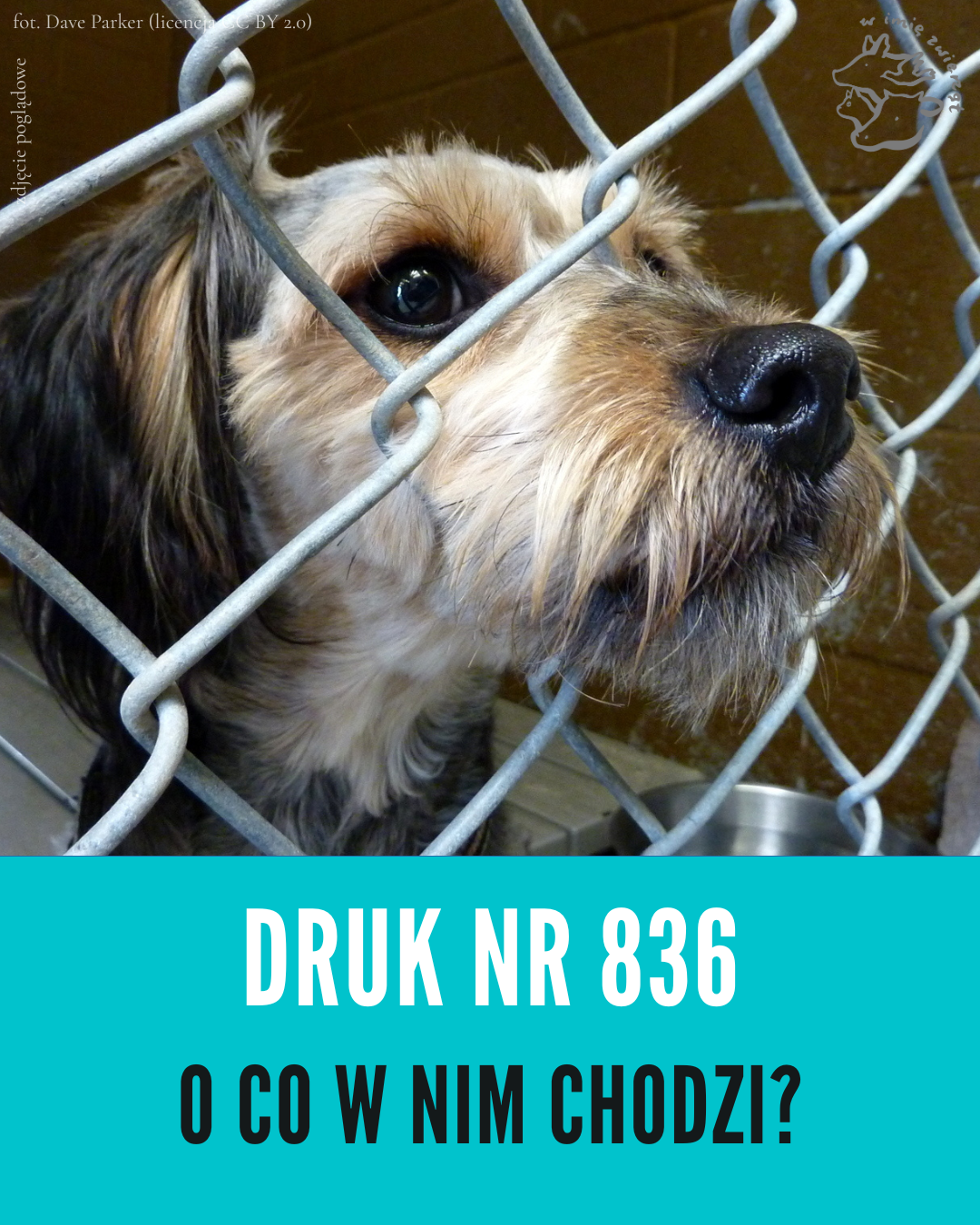 Główna część grafiki: zdjęcie psa za metalową siatką.
Dolna część grafiki: na tle w kolorze jaskrawy cyjan znajdują się dwa napisy, pierwszy napis w kolorze białym DRUK NR 836. Pod nim mniejszą czcionka czarny napis O CO W NIM CHODZI?