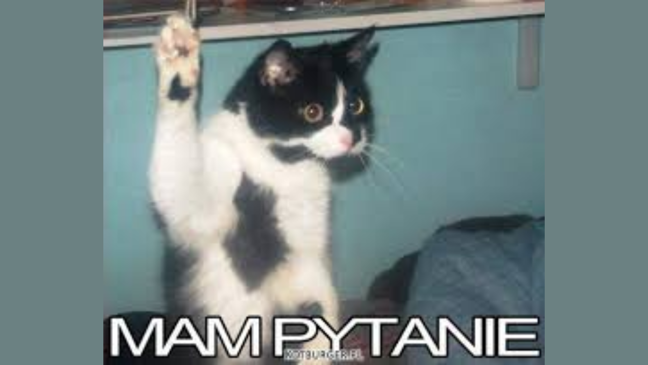 kot podnoszący rękę i napis: mam pytanie