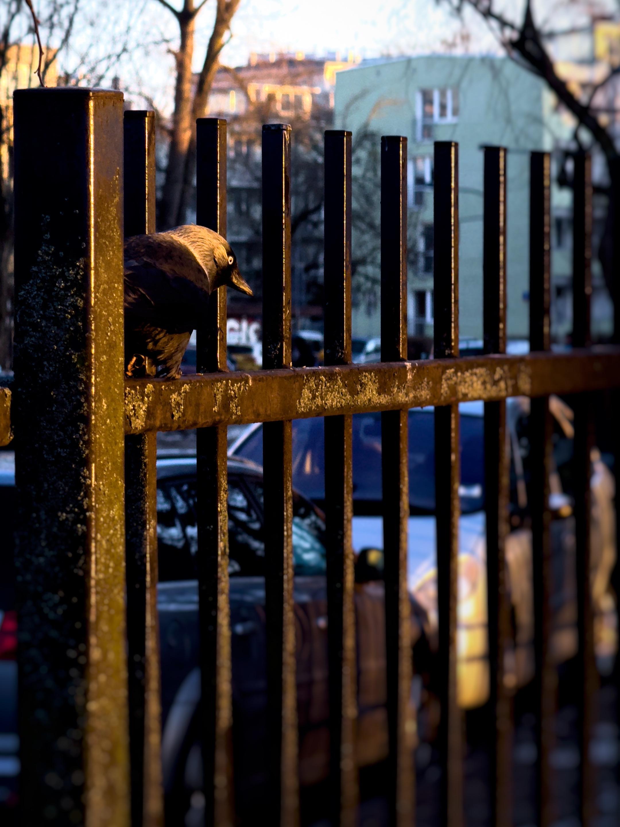 Kawka siedząca na ogrodzeniu. Ptak o czarnym upierzeniu oraz białej szyi i głowie. Część kawki jest zasłonięta przez słupek. W tle rozmazane zaparkowane auta i budynki mieszkalne.