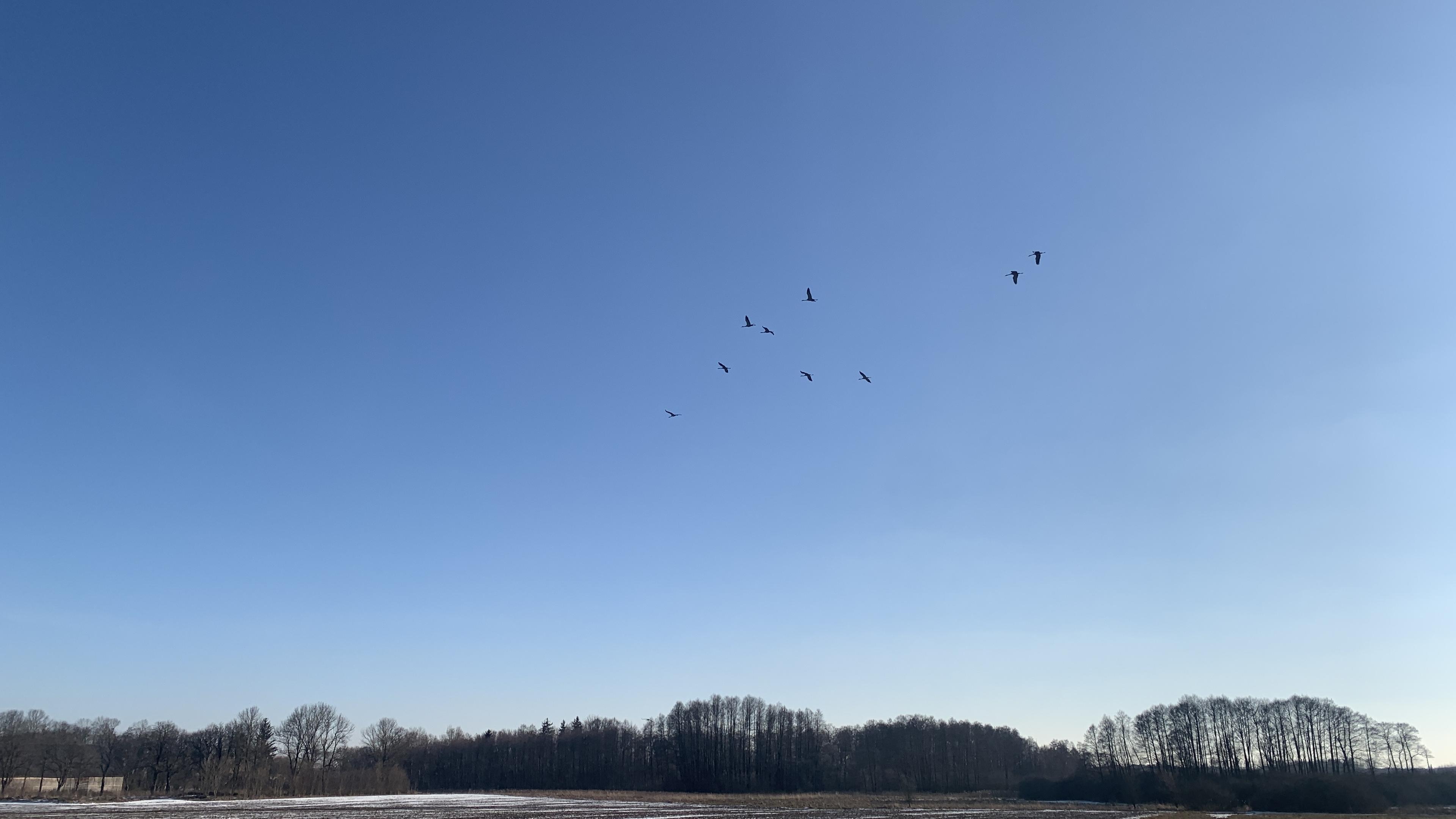 Spore stado żurawi na niebie, niżej pola i las