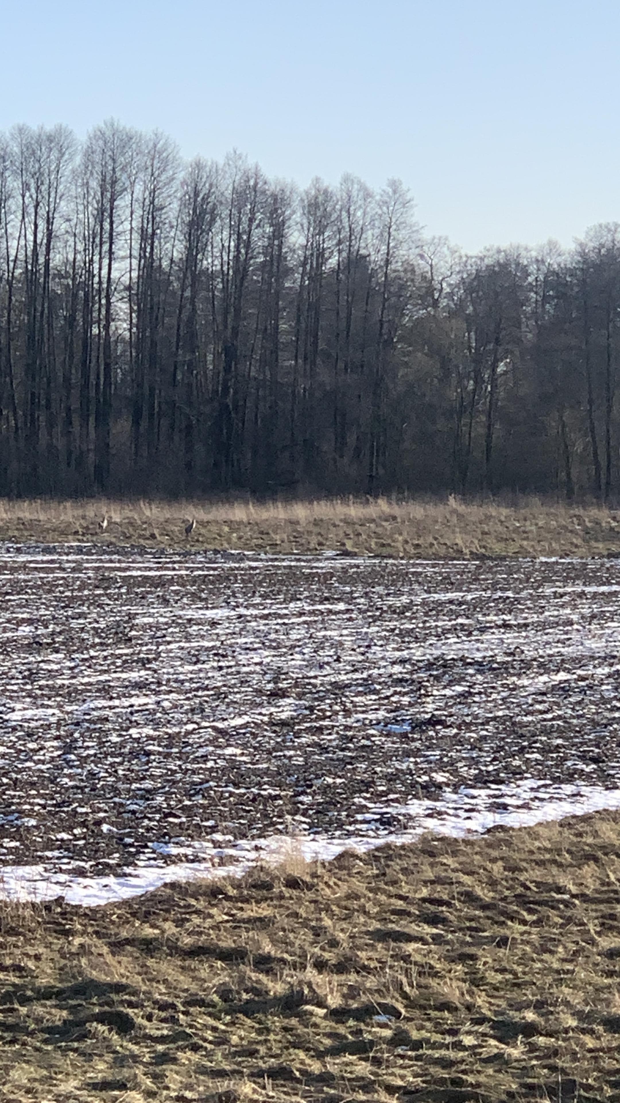 Na zbliżeniu chyba bocian pożywia się na polu, las w tle, roztopy