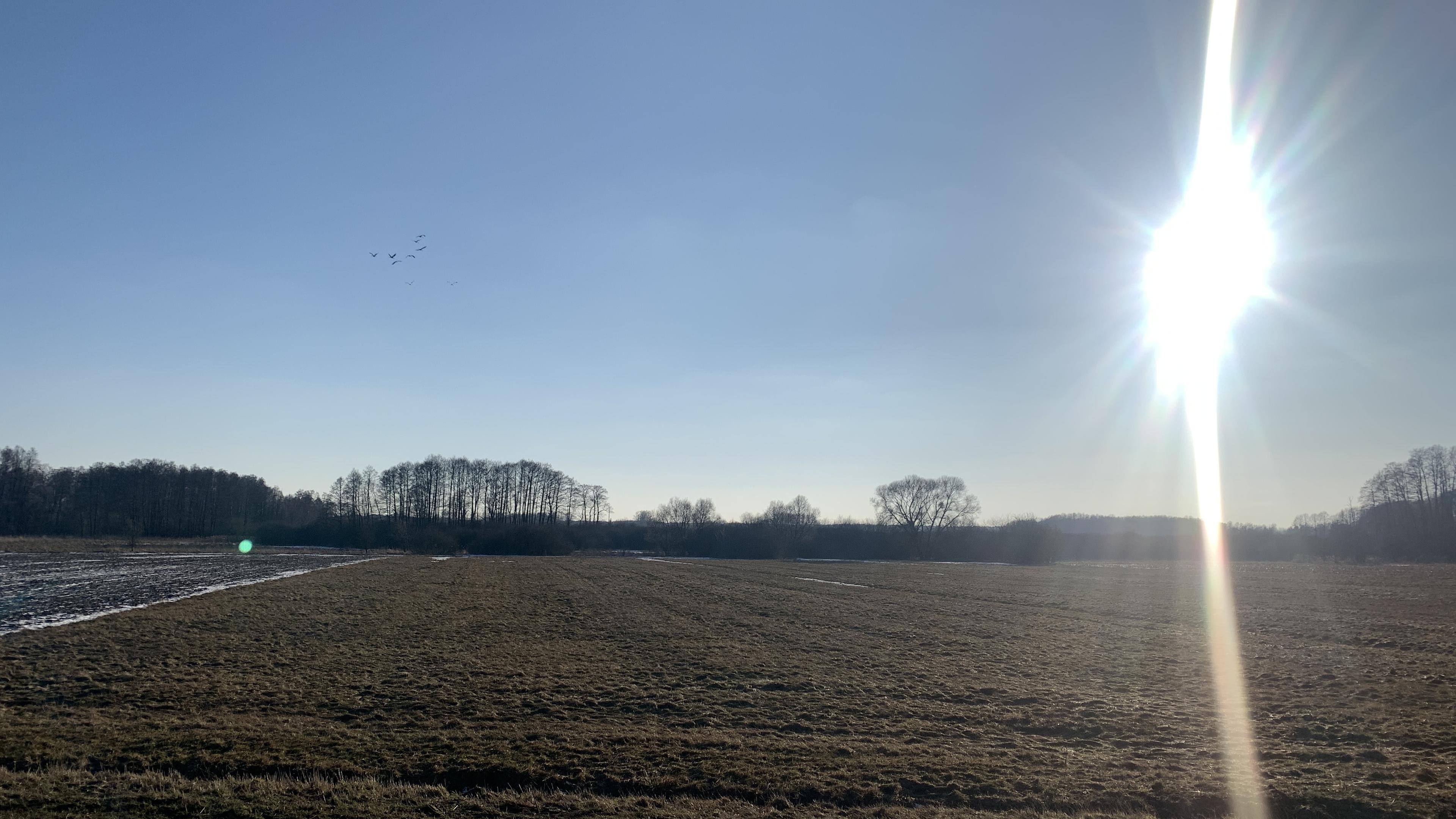 Żurawie nad polem i drogą, mocne słońce po prawej, czyste, piękne niebo. Dość zimno