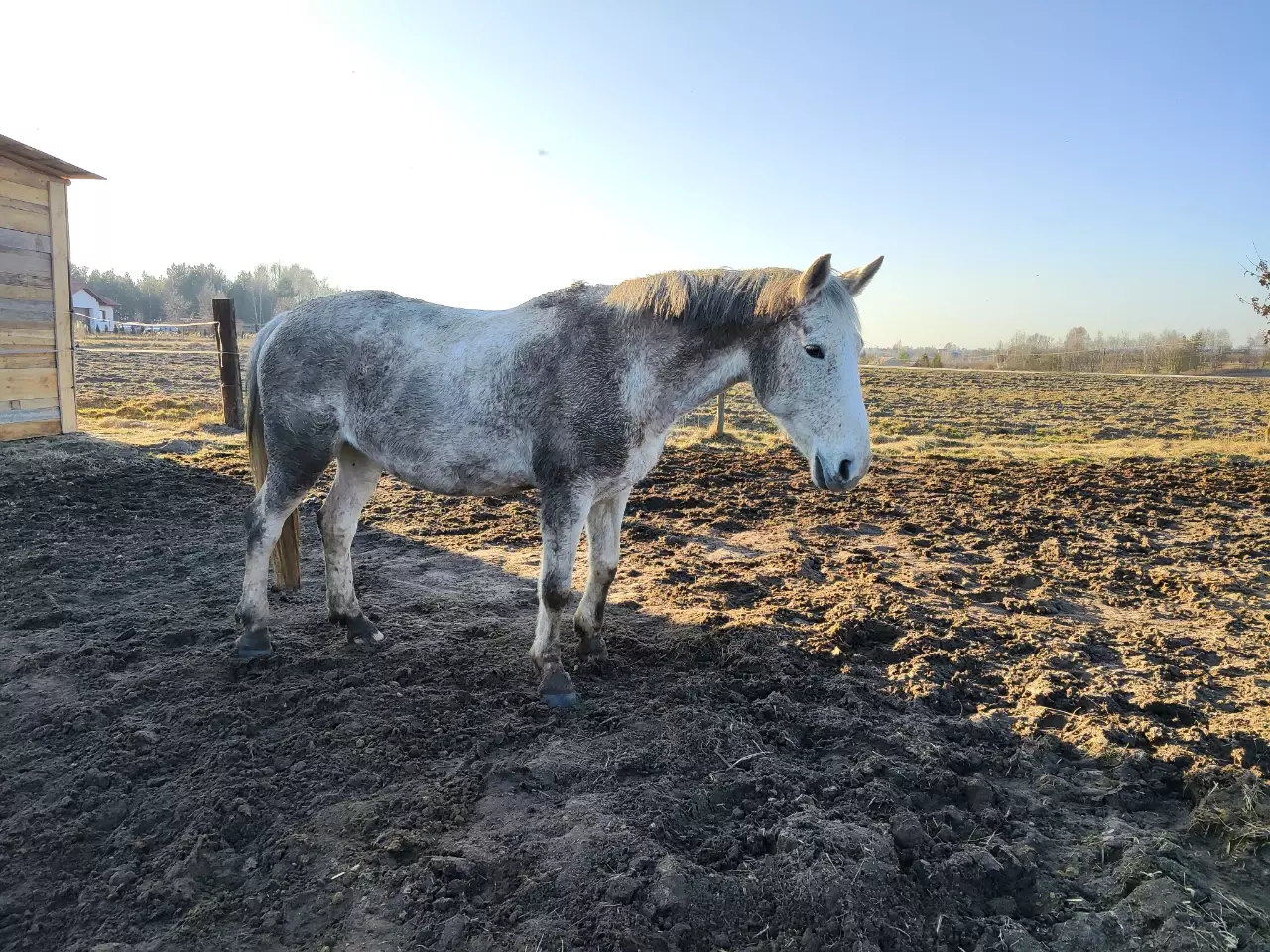 siwy koń w świętokrzyskiej ziemi. dosłownie. znaczy zapanierowany dokumentnie. na padoku stoi, w tle łąka, idealnie błękitne bezchmurne niebo.