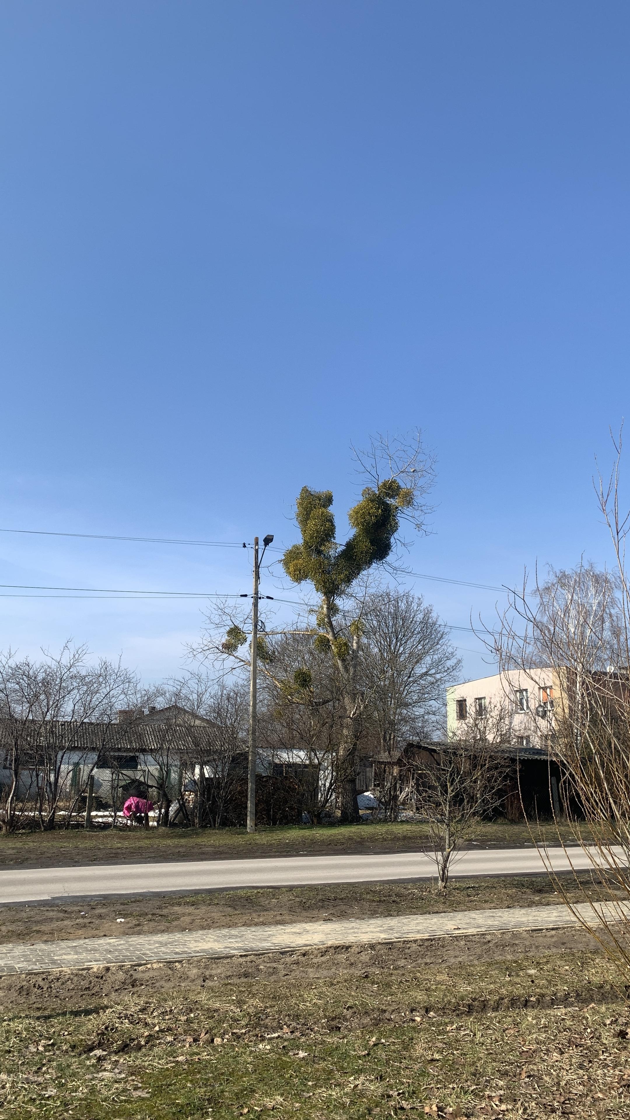 Jasnozielona, bujna jemioła na drzewie jeszcze bez liści. Chodnik, droga, obok blok 2 piętrowy dawnego PGR