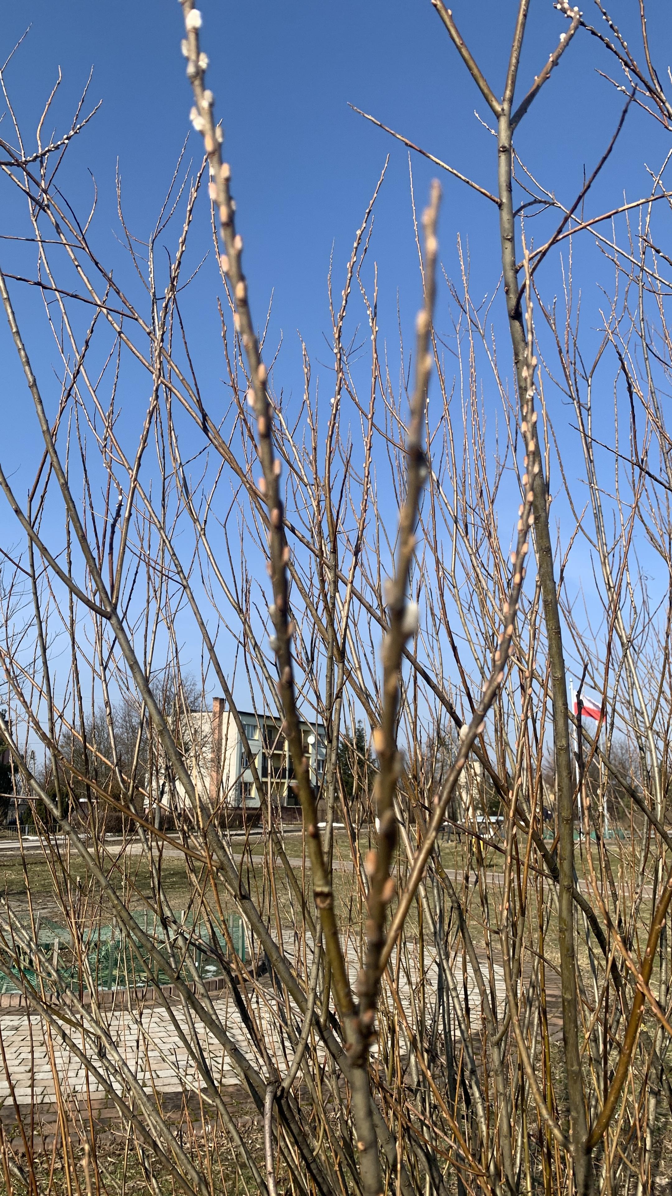 Bazie wypuściły pąki, już widać pierwsze kotki