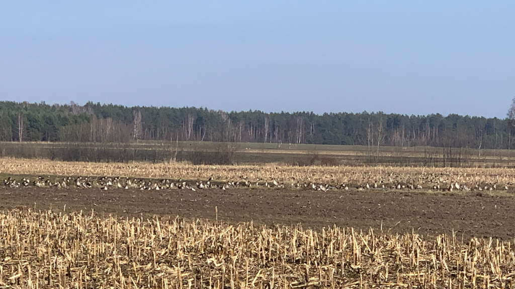 Na polu za ściernikiem kukurydzy ucztuje stado kaczek. W tle las