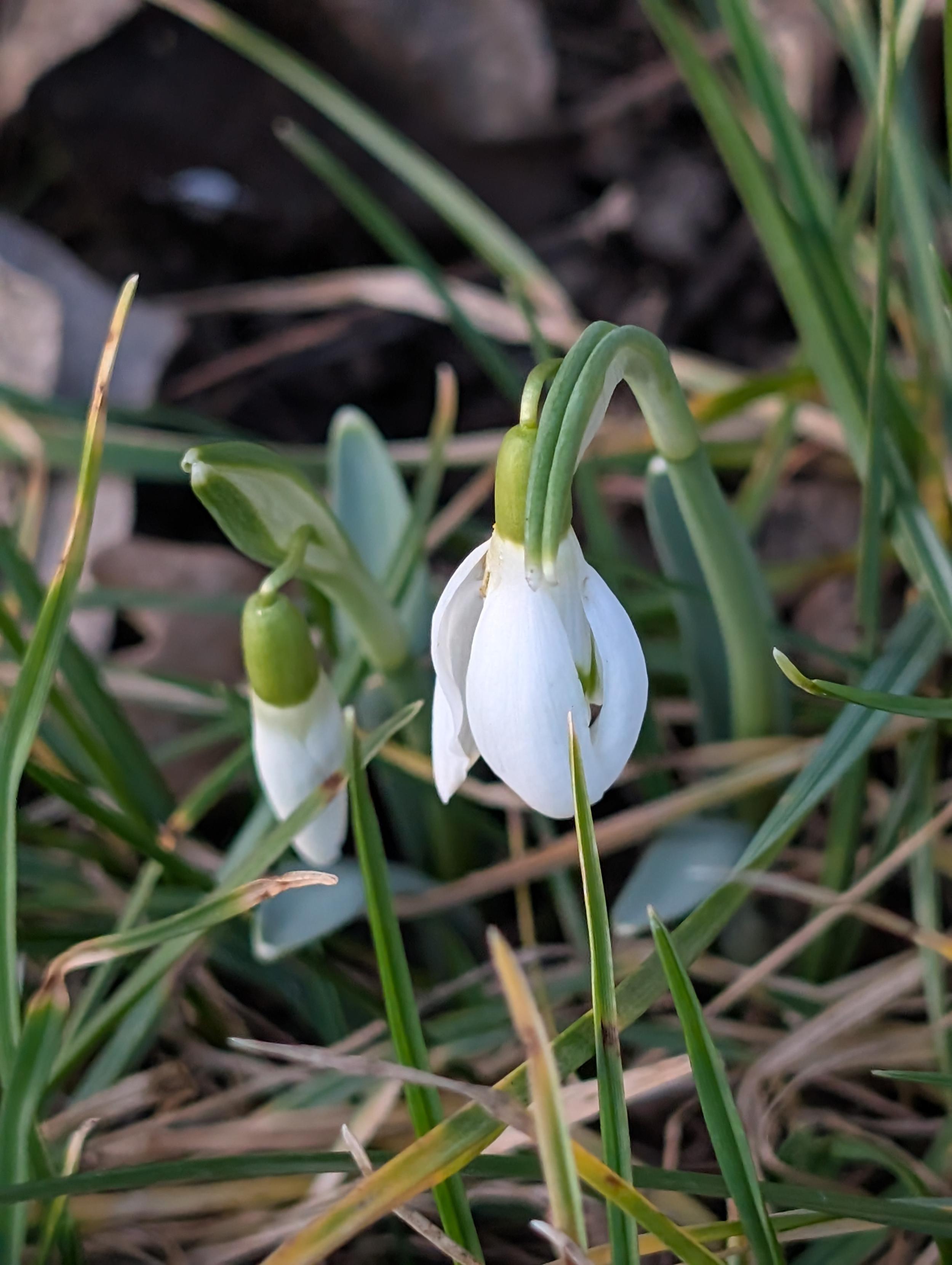 2 kwitnące przebiśniegi