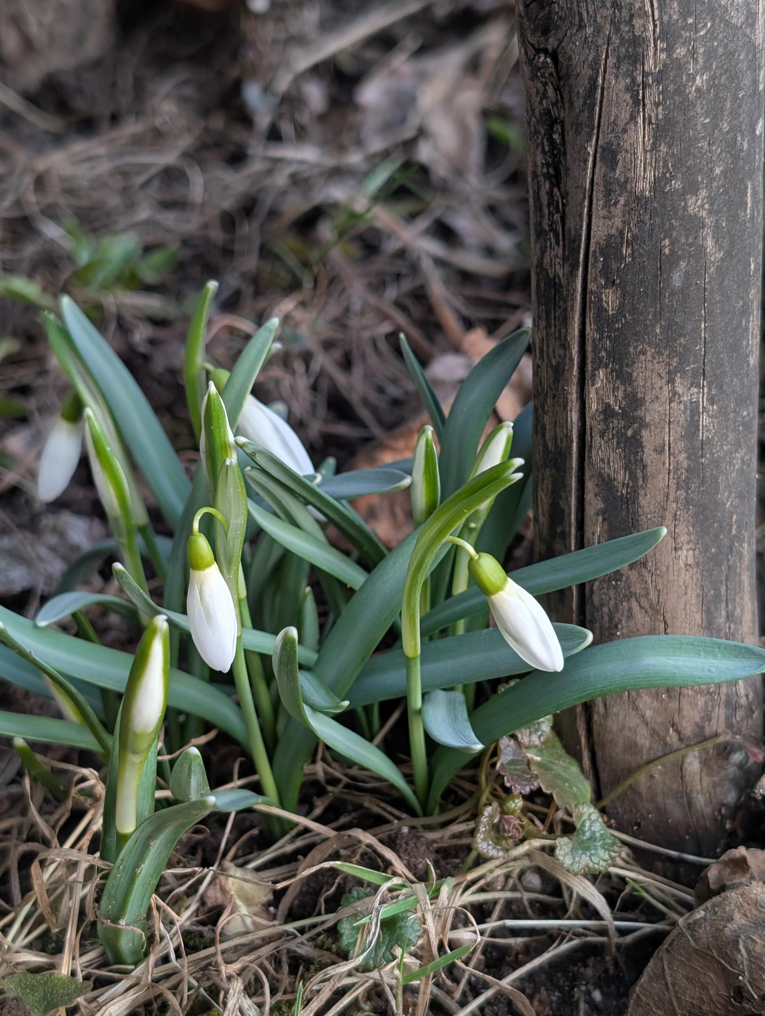 kępka kwitnących przebiśniegów obok wbitego w ziemię drewnianego kija.