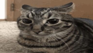 Siedzący kot, nieco nerwowo patrzący przed siebie.