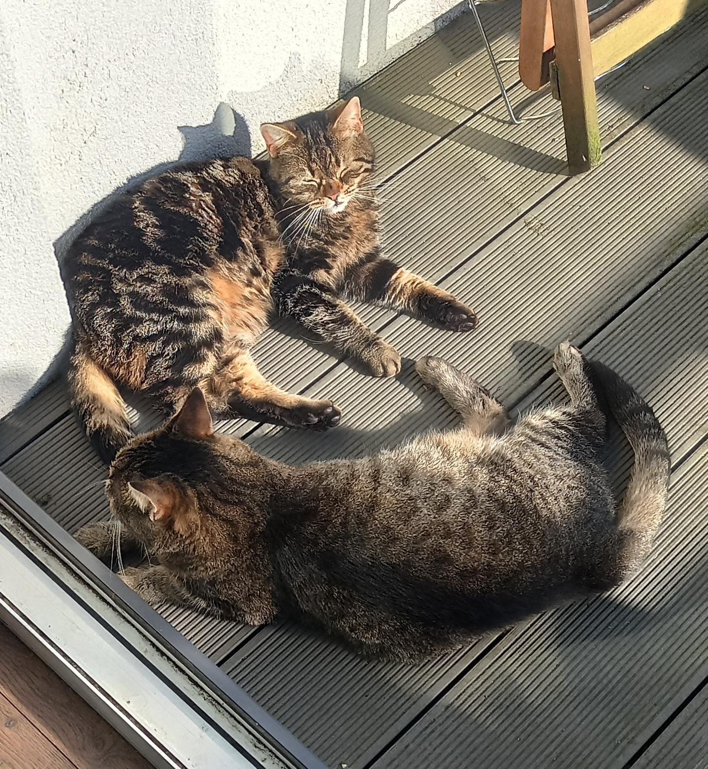 dwa kotki grzejące się w pierwszych promieniach wiosennego słońca na balkonie