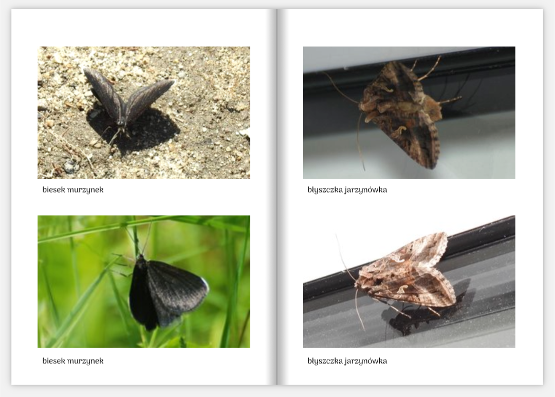 Strona z albumu motyli
Kolorowa