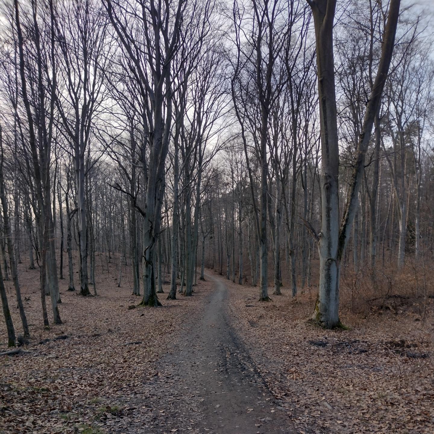 Las, ścieżka. Mnóstwo suchych liści, dosyć ciemno
