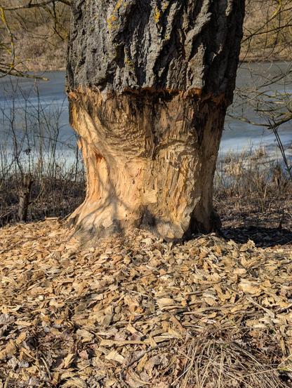 Pień wielkiej topoli podgryziony przez bobry