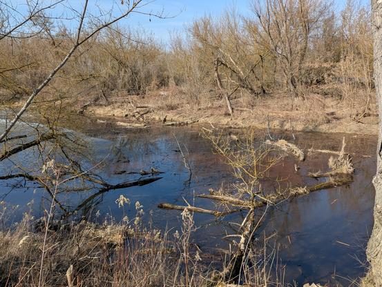 Rozlewisko bobrowe, fragment odnogi Wisły 