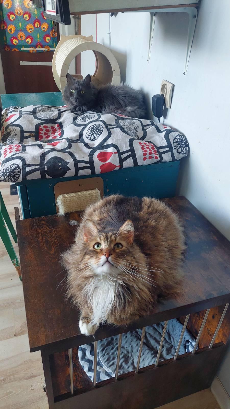 na drugim planie szary długowłosy kot (Nestor), leżący na posłaniu, z przodu bury, długowłosy kot, patrzący w górę (Manul)