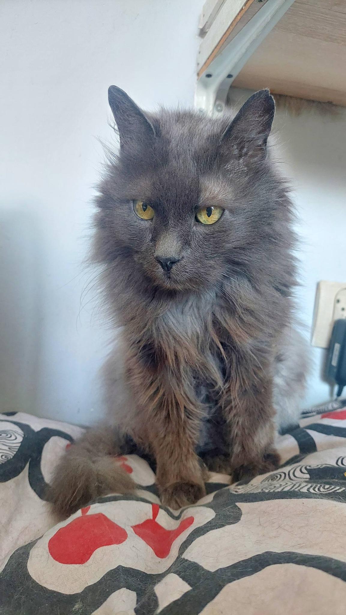 Szary, długowłosy kot, patrzący w dół - "Nestor"