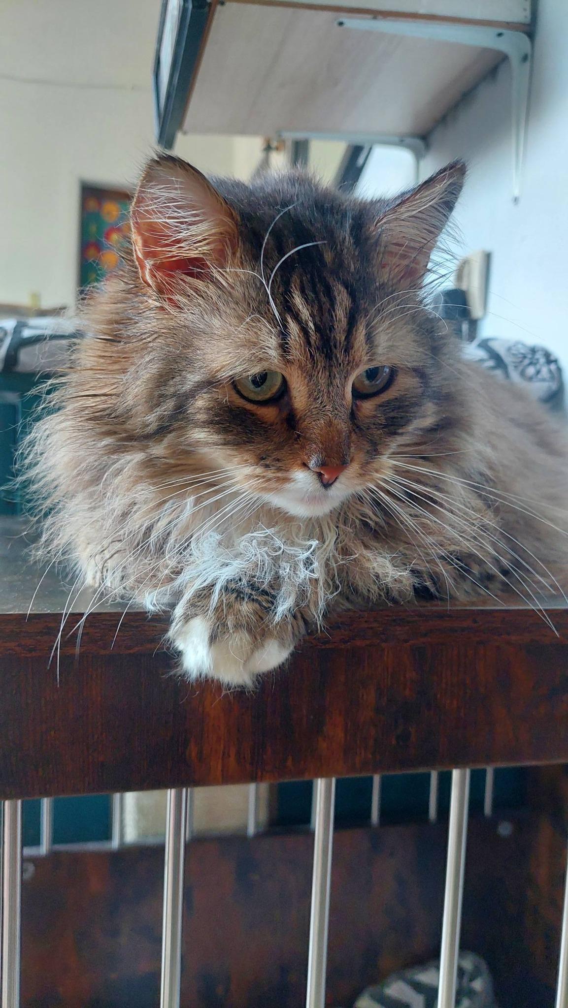 Bury, długowłosy kot, patrzący w dół "Manul vel Pampuszek"