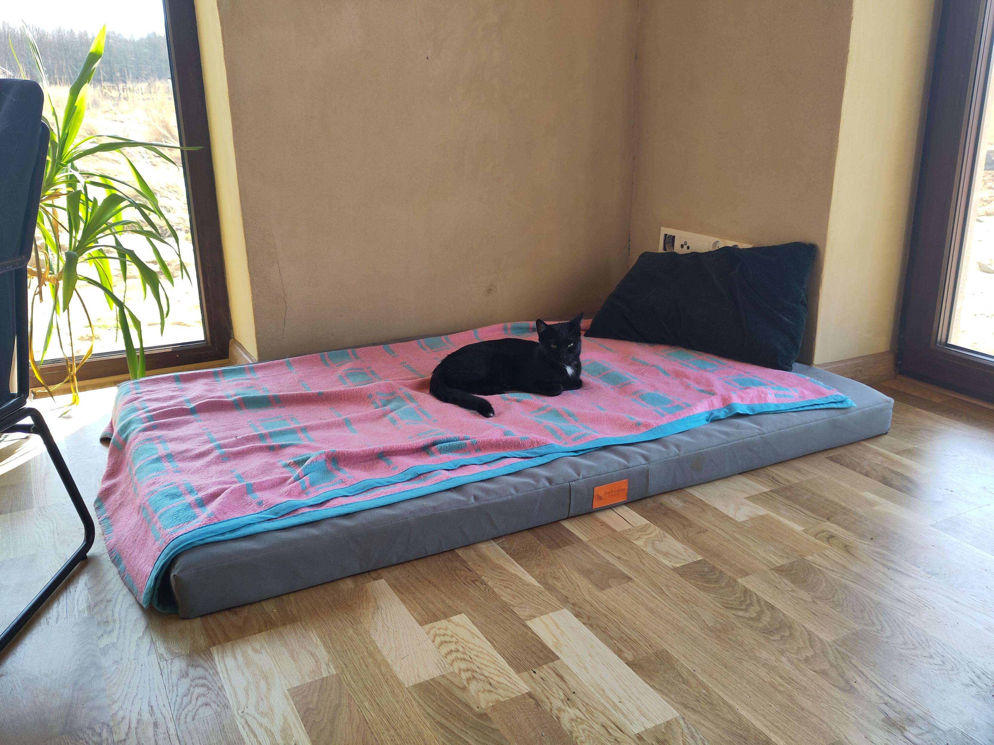 Czarny kot robi chleb na wielkim psim materacu