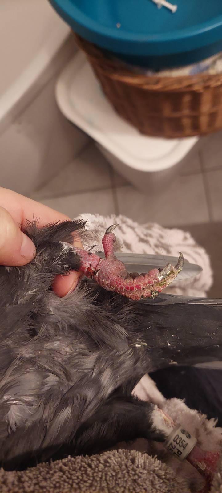 zdjęcie opuchniętej łapki gołębia