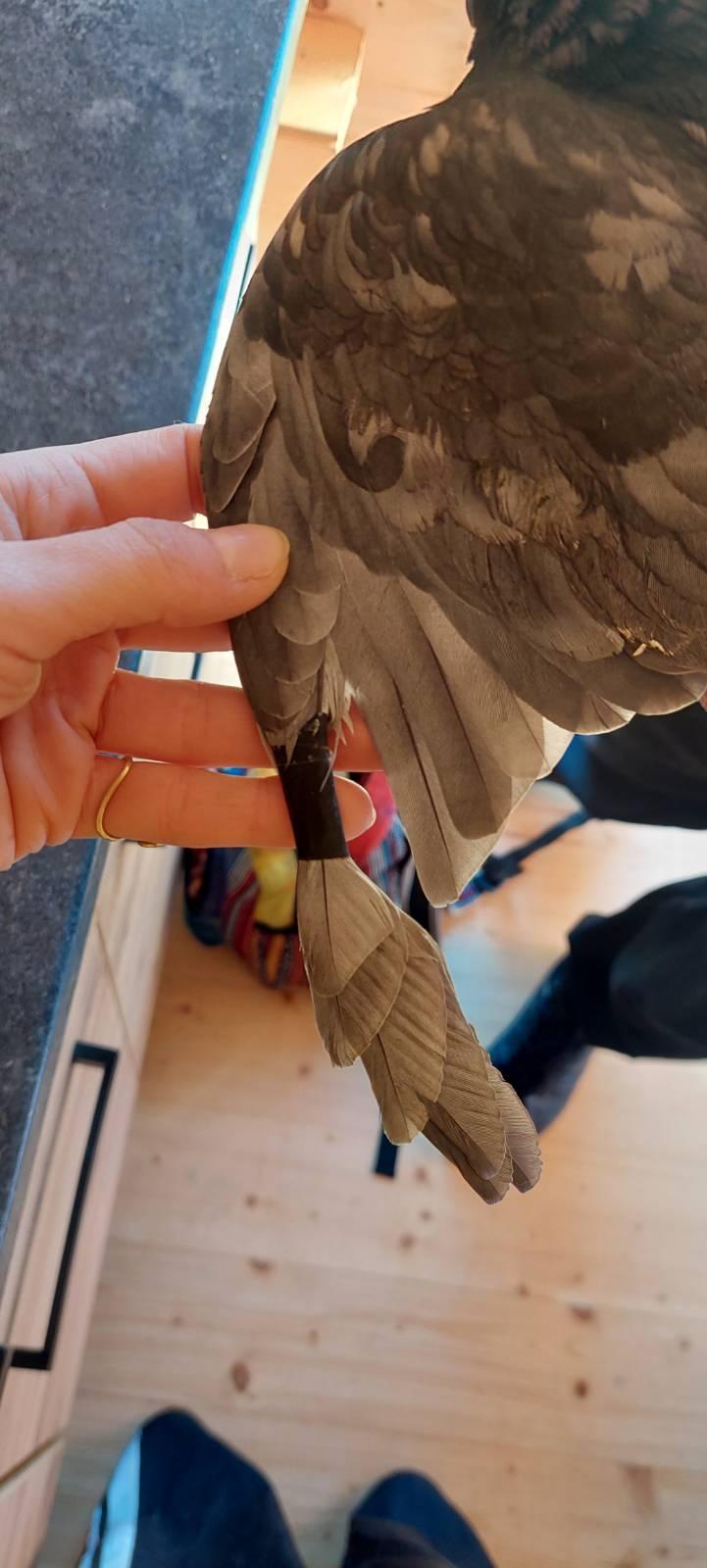 zdjęcie sklejonych piór gołębia