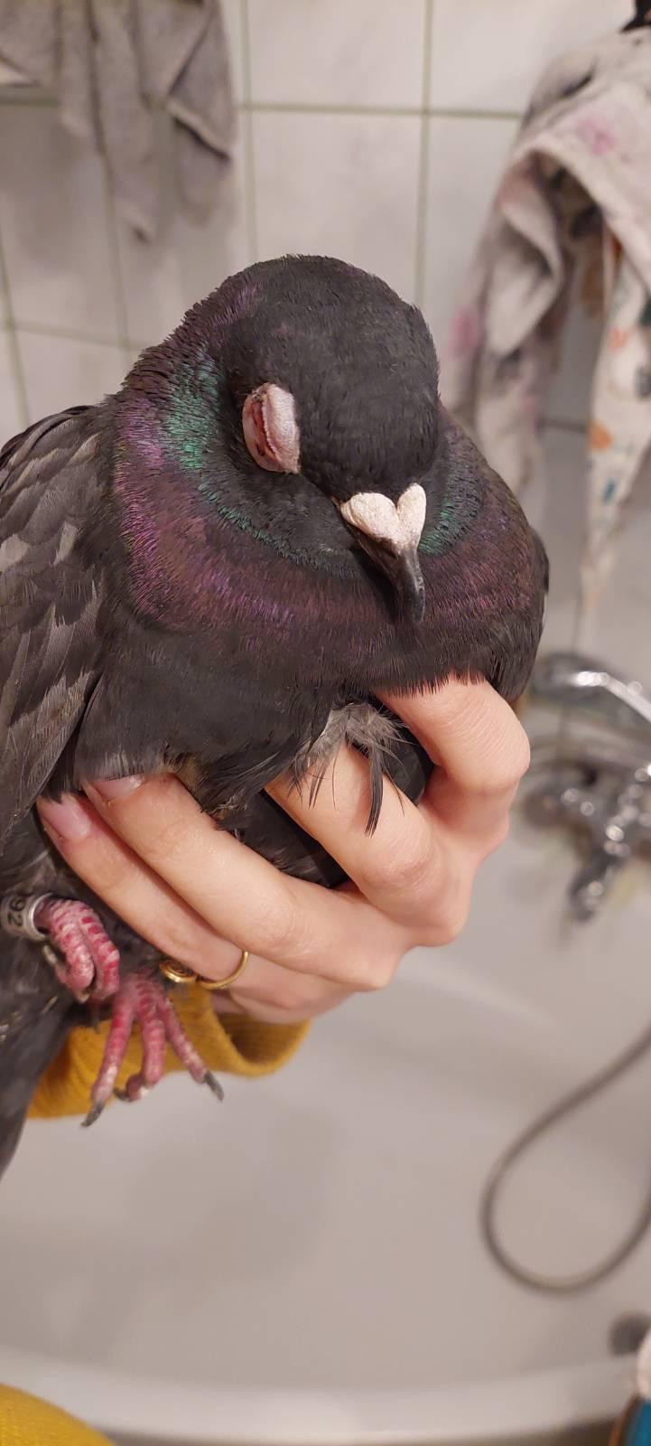 zdjęcie gołębia z opuchniętym okiem od przodu