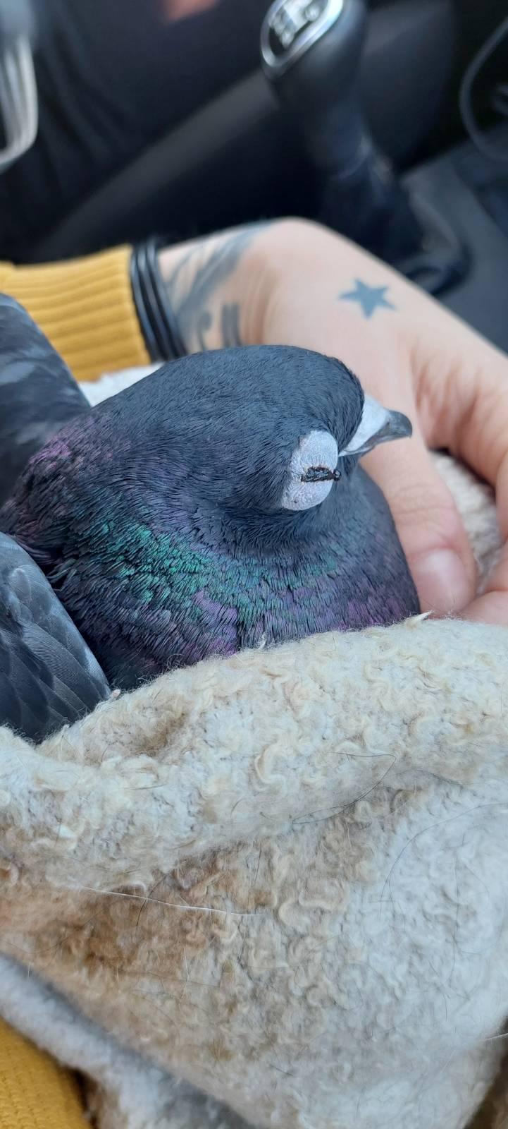 zdjęcie gołębia na ręczniku