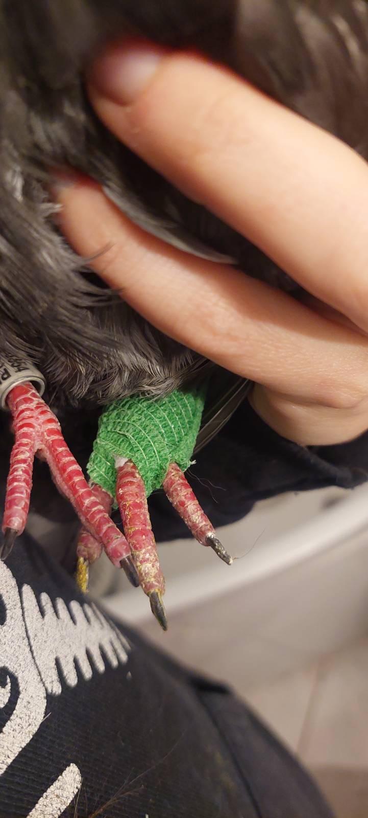 zdjęcie usztywnionej łapki gołębia