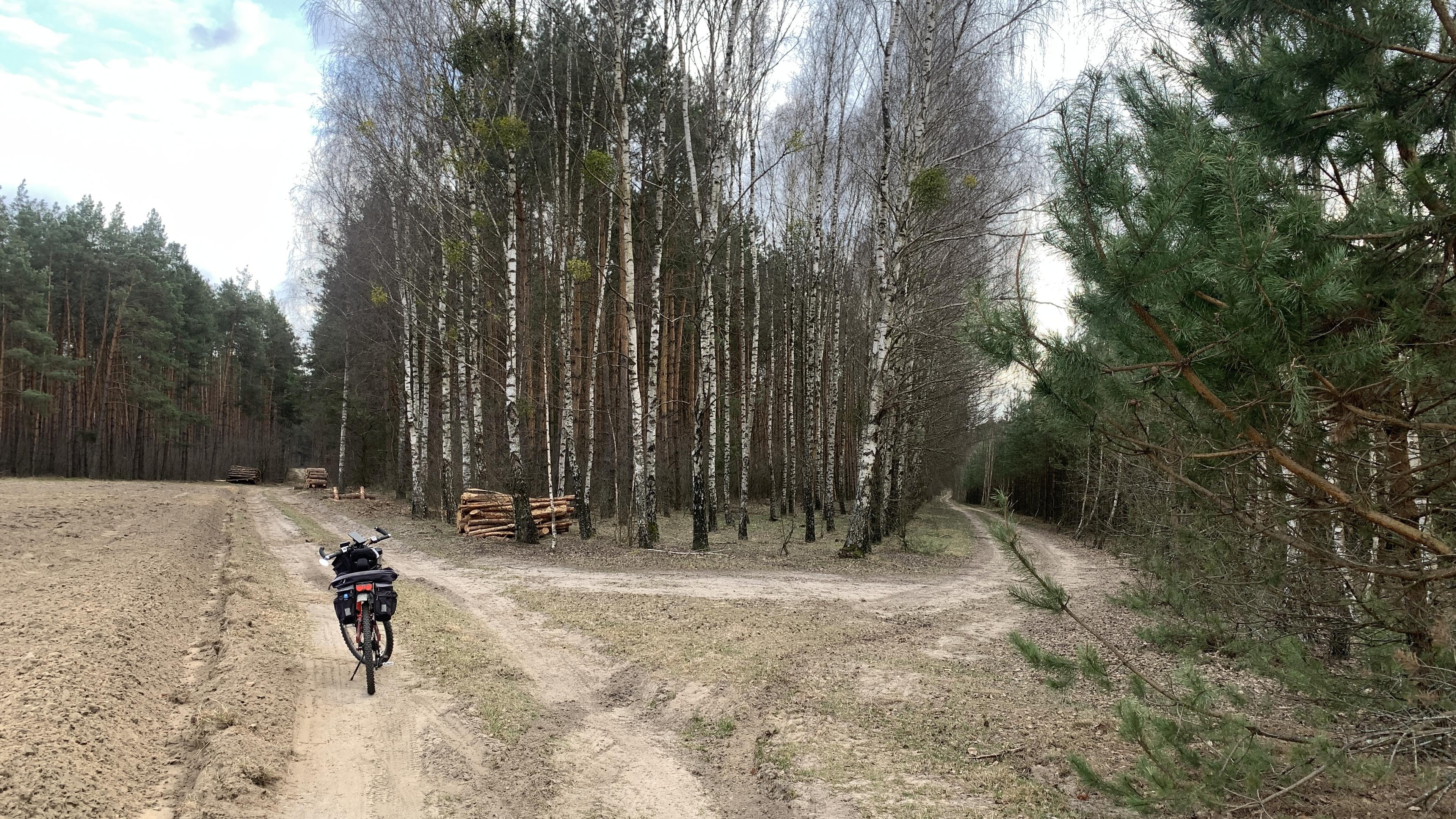 Rower terenowy na leśnym rozstaju piaszczystych dróg
