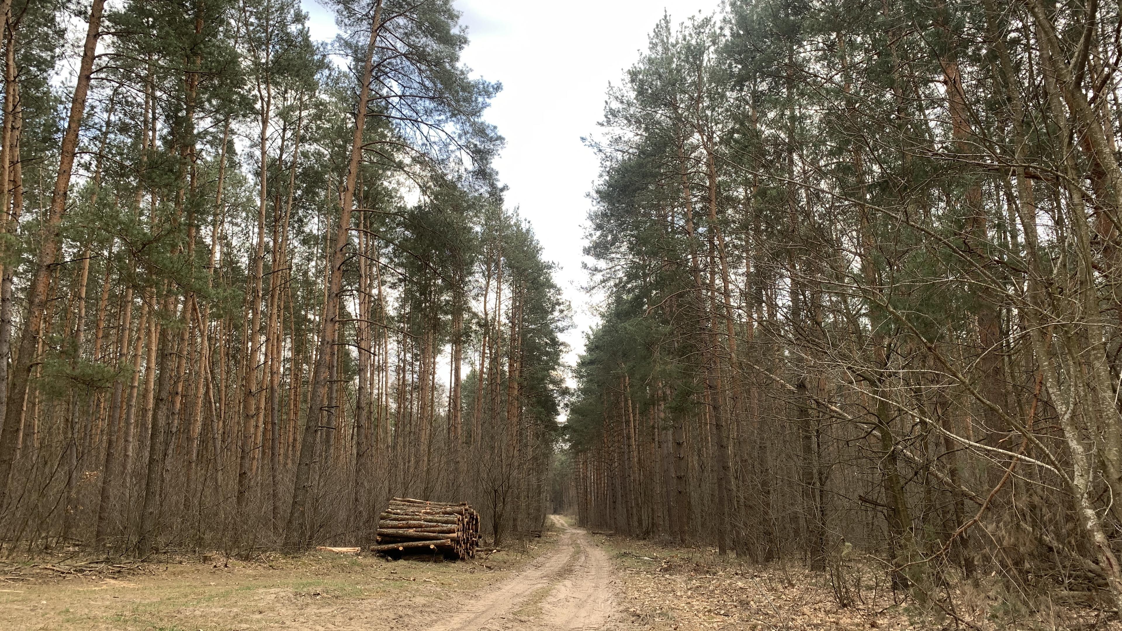 Piaszczysta droga przez las, z lewej ścięte drewno gotowe do transportu