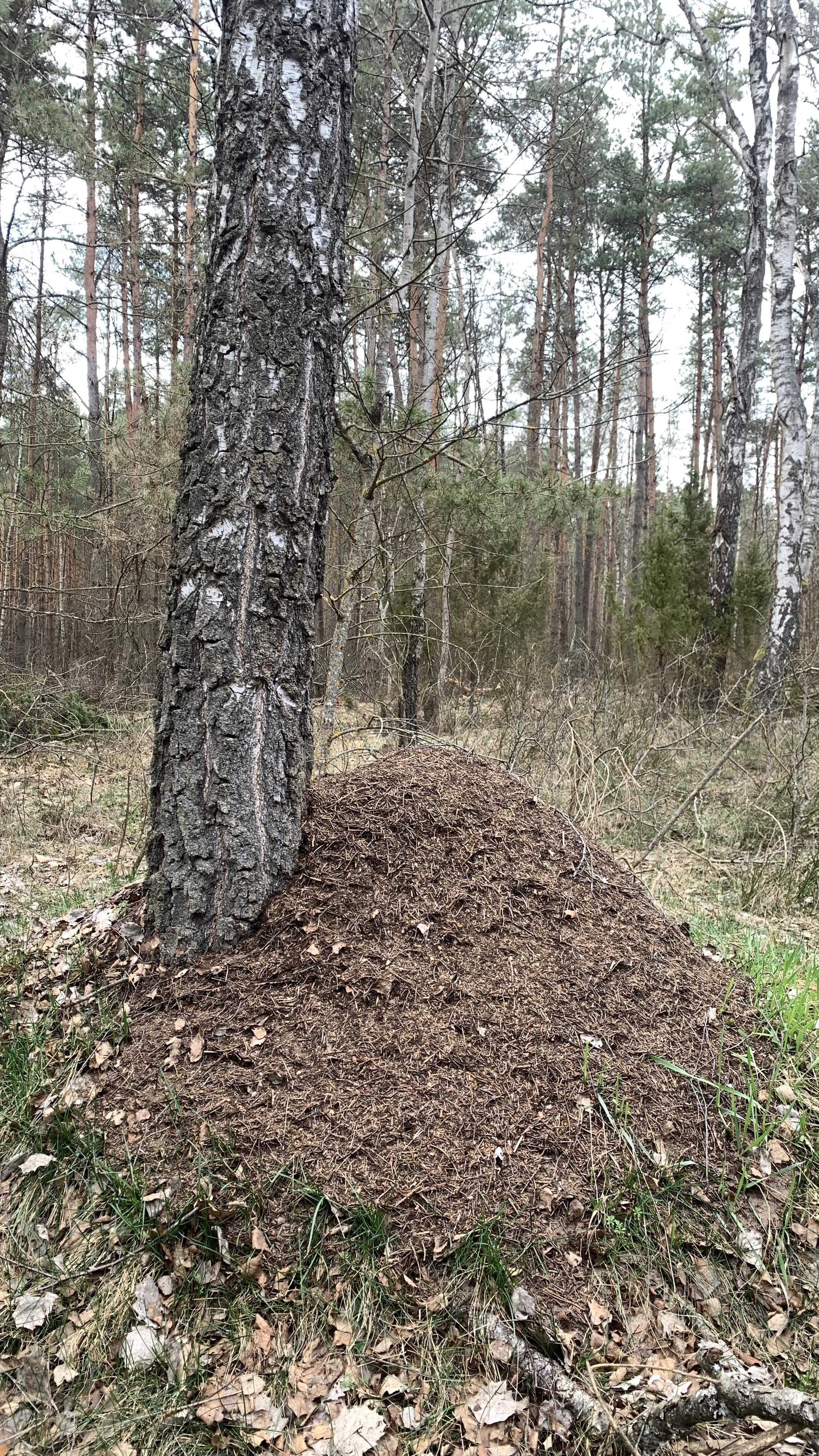 Mrowisko, duże, przytulone do pnia brzozy. Wokół las