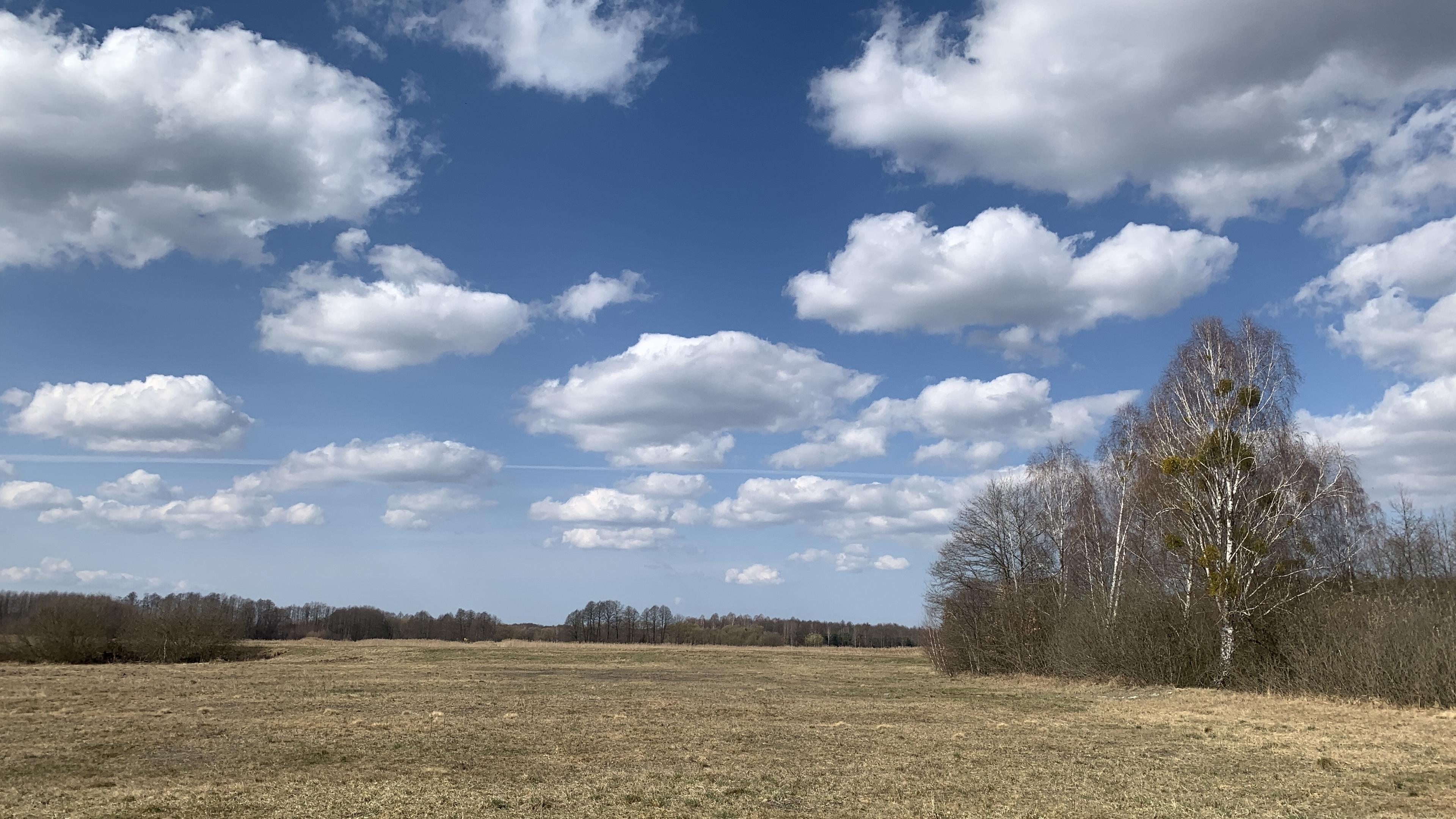 Łąka, polana w lesie. Piękne niebieskie niebo jak tapeta Windows XP