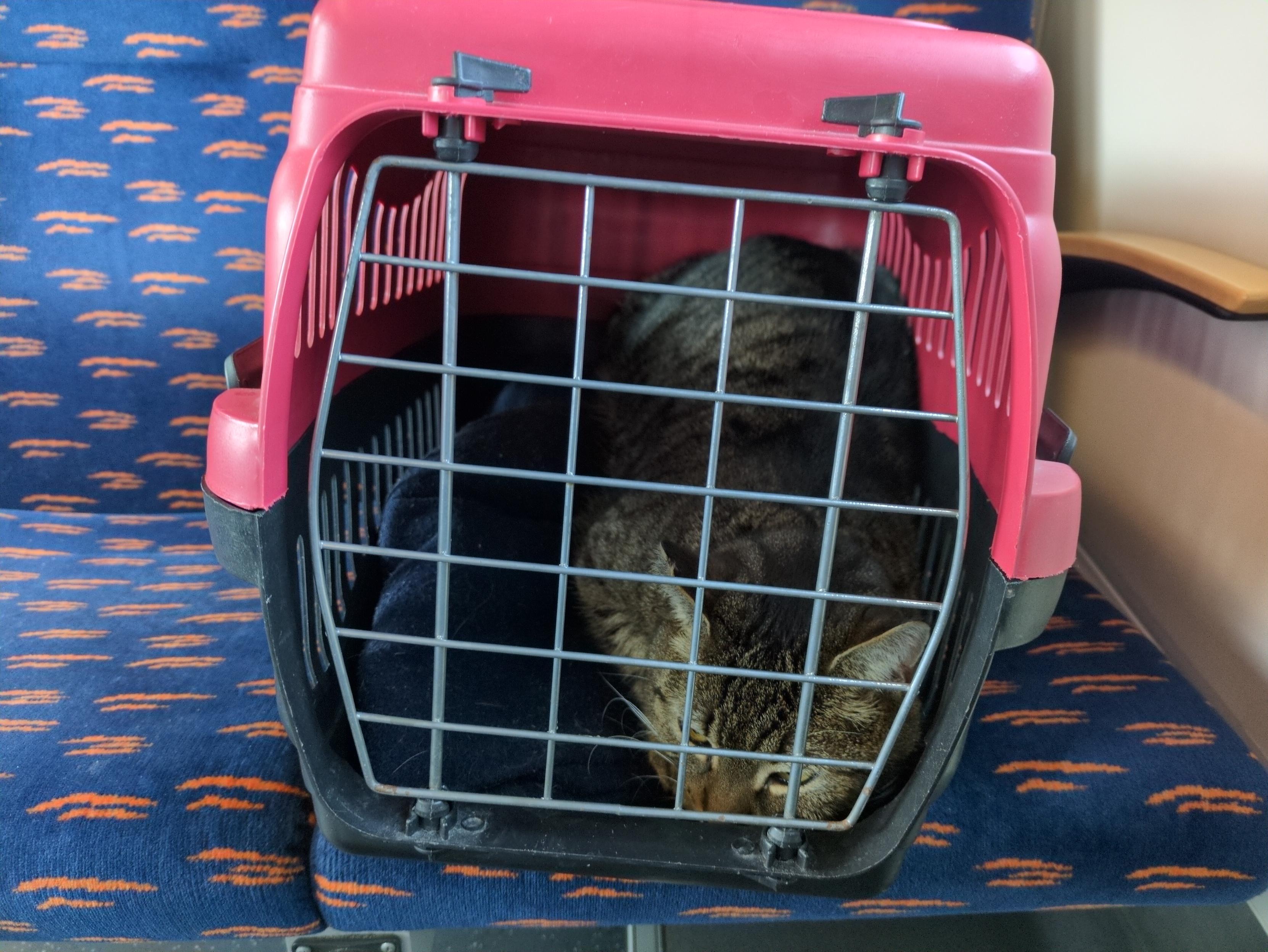 Pasiasty szarokot leży wewnątrz czerwono-czarnego, plastikowego transportera na niebieskim siedzeniu w pomarańczowe wzorki. Leży na ciemnoniebieskim kucyku, po prawej stronie pudła. Leży nieufnie na brzuchu, z głową bezradnie wyciągniętą do przodu, przy samej kracie. Oczy lekko otwarte, uszy postawione.