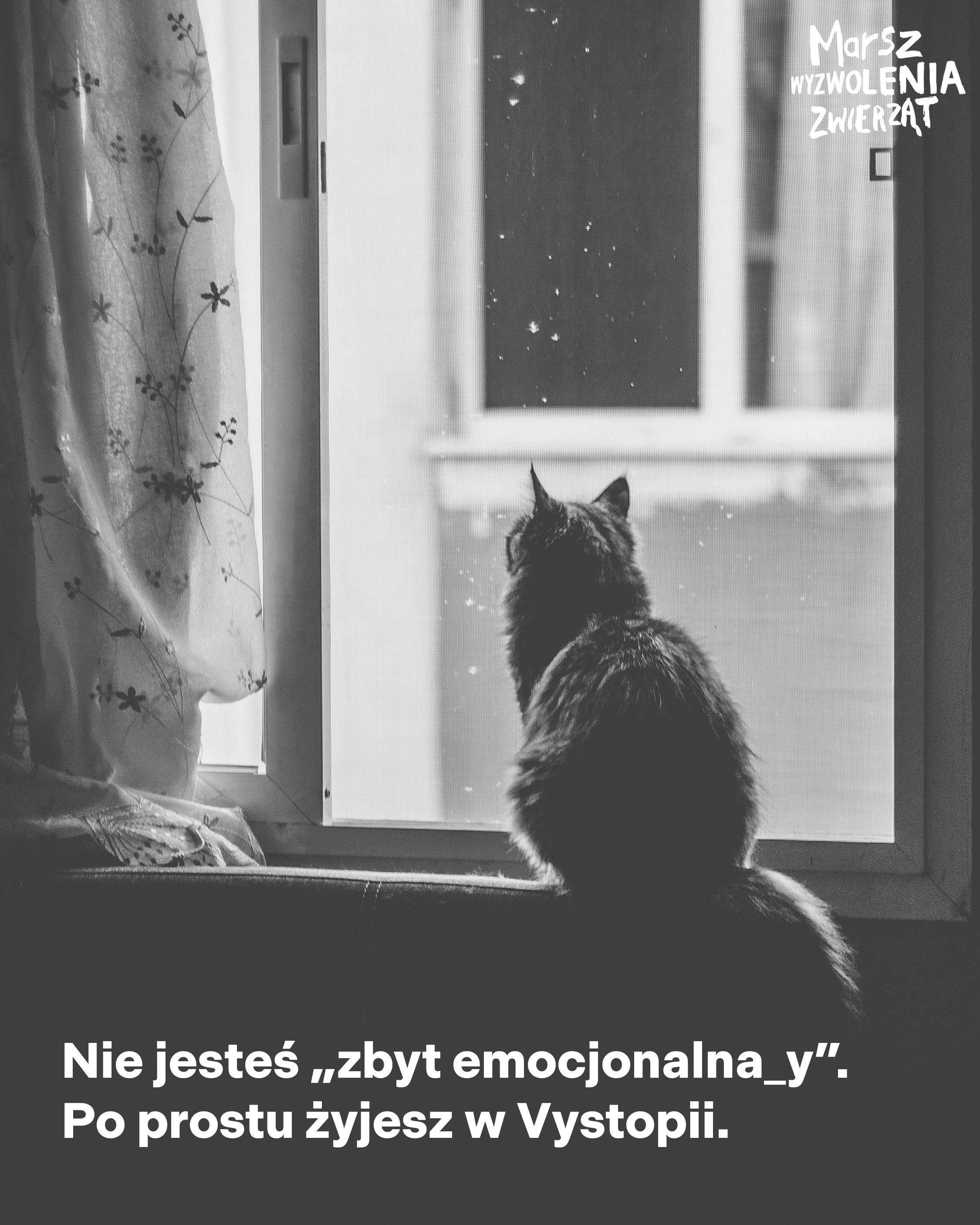 Fundacja "W Imię Zwierząt" (@wimiezwierzat@mastodon.com.pl)