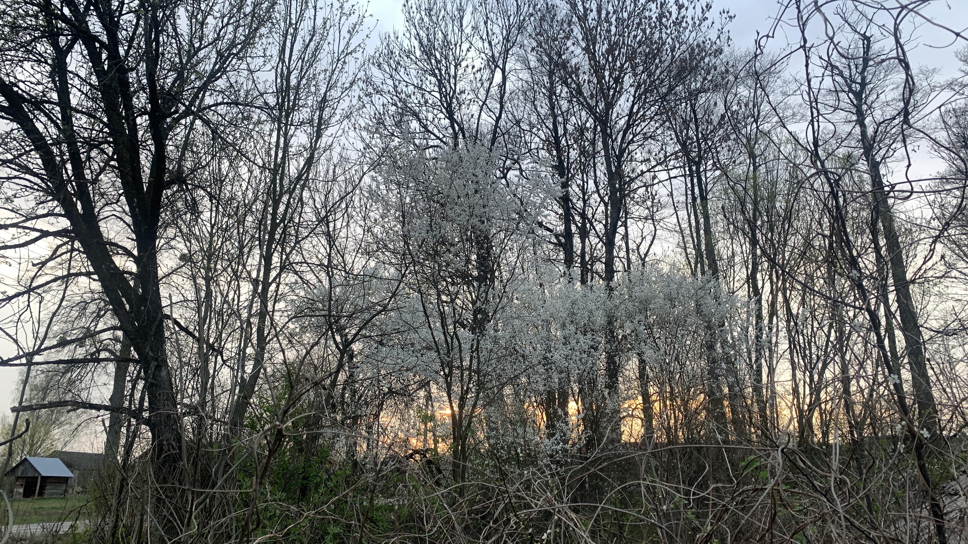Kwitnące drzewka czeremchy na tle większych drzew i zachodzącego słońca