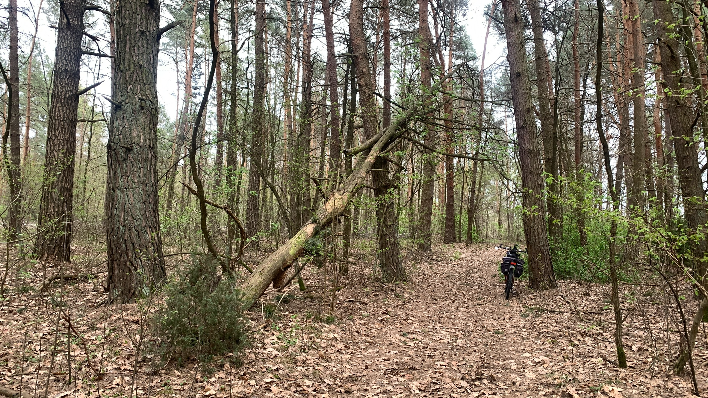 Przewrócone drzewo oparte o inne, tuż nad dróżką leśną. Oparty o drzewo rower terenowy.