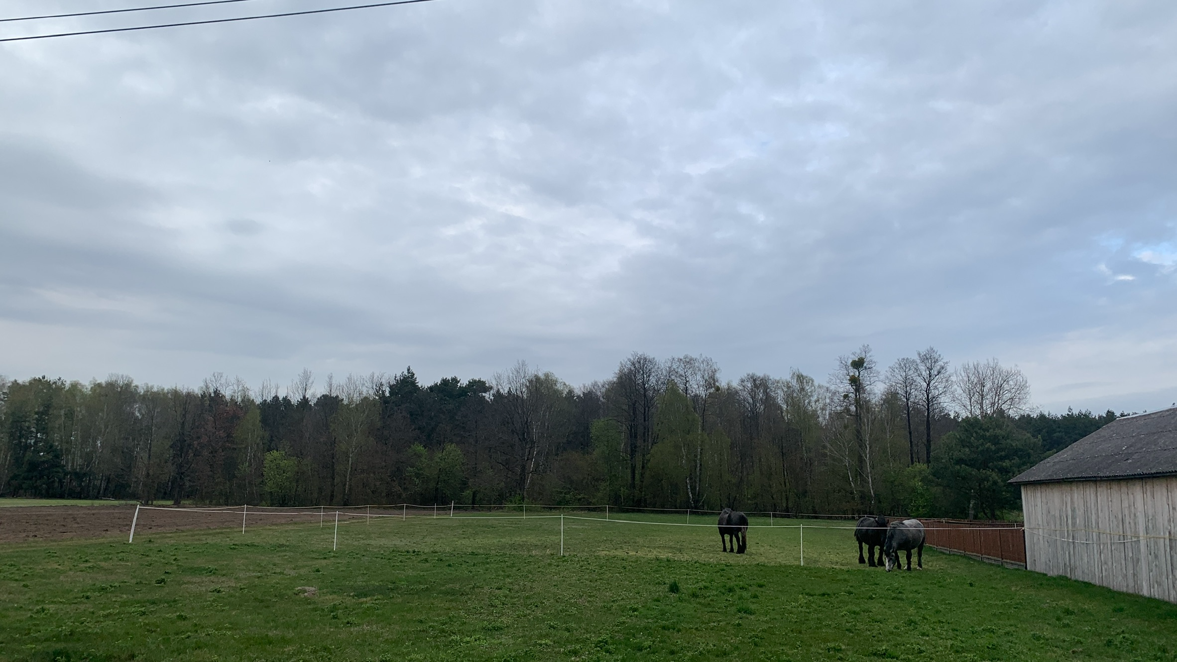 Zazieleniona łaka a na niej trzy konie. W tle las, z prawej drewniana stodoła.