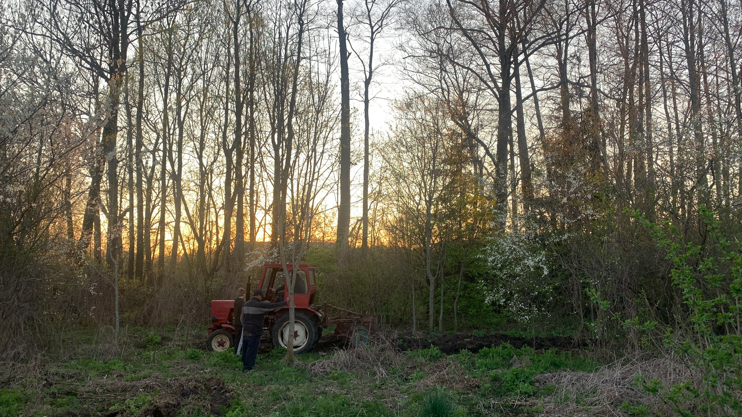 Czerwony ciągnik między drzewami ora pługiem. W tle kawałek lasu i zachód słońca.